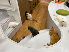-COLOR PETS 撸猫馆·购猫·猫咖(长风大悦城店)