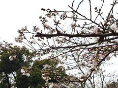 -武汉大学-樱园