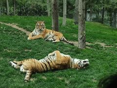 -北京野生动物园