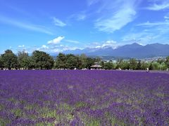-富田农场