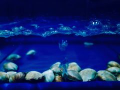 蛤蜊-火舞泰·泰式海鲜火锅餐厅(世纪城店)