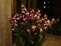 iphone_upload_pic-三亚亚龙湾红树林度假酒店