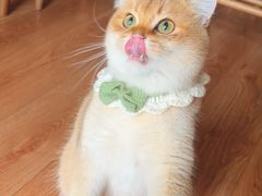 -喵zoo家庭繁育猫舍(尖东智能花园店)