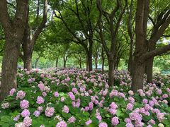 -上海滨江森林公园
