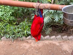 -南宫五洲植物乐园