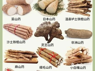 山药种类大揭秘 ，养生人必看