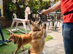 -柴犬高等学院·狗咖·柴犬售卖·宠物训练