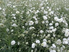 android_upload_pic-松山湖梦幻百花洲