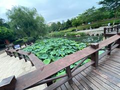 -丁家河公园
