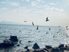 -深圳湾公园(南山区)