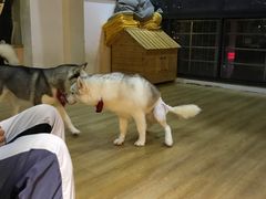 -Husky Go! 哈士奇体验馆·宠物咖啡厅狗咖