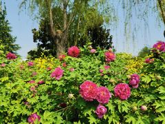 -洛阳市隋唐城遗址植物园