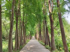 -上海滨江森林公园
