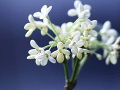 -王四酒家苏帮菜馆(观前店)