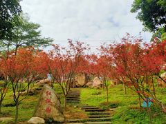 -广州市帽峰山景区