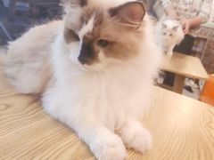-豆逗聊愈猫阁Easy Life