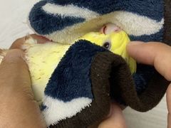 -爱侣宠医·鹦鹉专科·小型哺乳类·异宠专科(灵石路店)