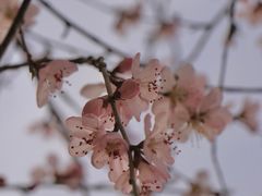 -桃花堤公园