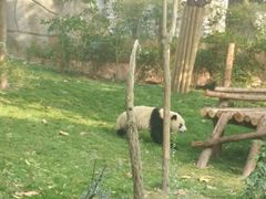 -成都大熊猫繁育研究基地