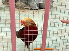 -栾川竹海野生动物园