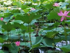 -艾溪湖湿地公园