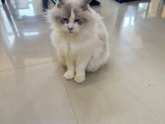 -猫咪咖啡店(新城大街店)