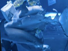 -太平洋海底世界