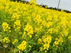 -中国天府农业博览园