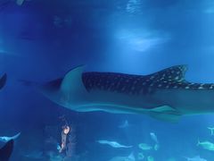 -烟台海昌鲸鲨海洋公园