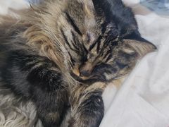 -米苏动物医院·犬猫专科·骨科外科内窥镜