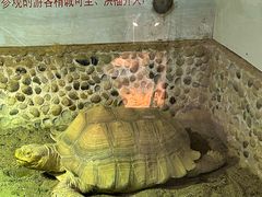 -上海大自然野生昆虫馆(东方明珠·爬宠昆虫探索中心)