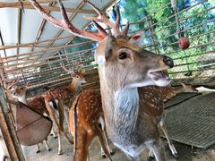 -鹿境梅花鹿生态园区