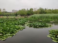 -前关湿地公园