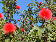 -洱海月湿地公园