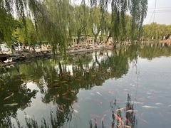 -百花洲