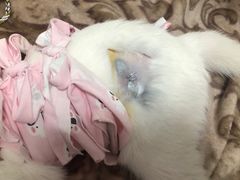 -艾贝尔宠物医院 ·中兽医·宠保定点(北门桥店)