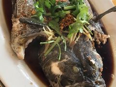 清蒸石班-大树下海鲜饭店
