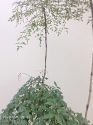 -HEYAN荷妍专业脱毛连锁机构