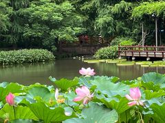 -上海滨江森林公园