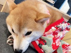 -南京Hallo宠物乐园·哈罗犬舍·柴犬繁育基地