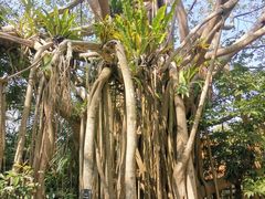 -深圳仙湖植物园