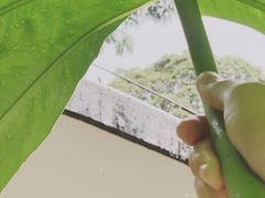 -中国科学院华南植物园
