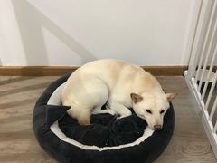 -柴迷FANS CLUB·柴犬狗咖·猫咖