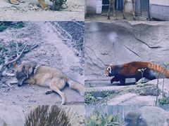-成都动物园
