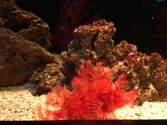 -暹罗海洋世界