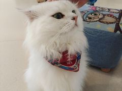 -猫在这儿猫咪咖啡馆·撸猫馆