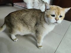 -瑞派动物医院·绝育·犬猫全科·预防医学(光景江南中店)