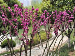 -后襄河公园