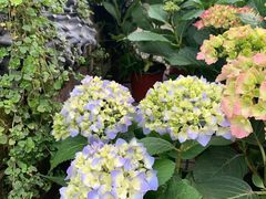 -金科花卉市场