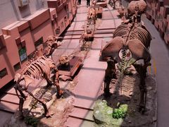 -陕西自然博物馆